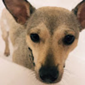 Meet your Posher, Abigail